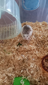 Hamsteri tüdruk (2 foto / 3)