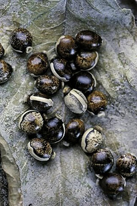 Austraalia pulkputuka/ extatosoma tiaratum munad (3 foto / 5)