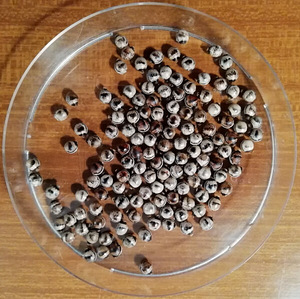 Austraalia pulkputuka/ extatosoma tiaratum munad (4 foto / 5)