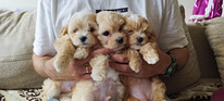 Щенки Maltipoo