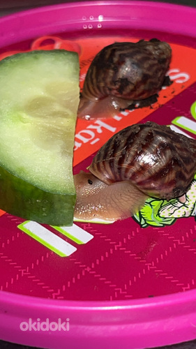 Улитки ахатины