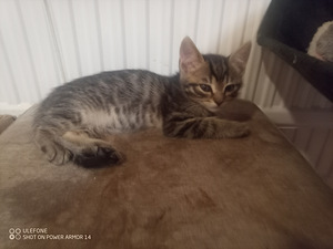 Puolipitkäkarvainen kissan pentue (8 valokuva sivusta 8)