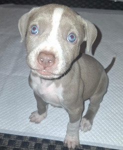 Suloiset bully/pitbull mixit (3 valokuva sivusta 4)
