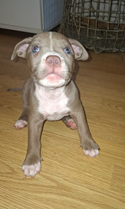 American bully pocket/ pitbull mix (4 valokuva sivusta 4)