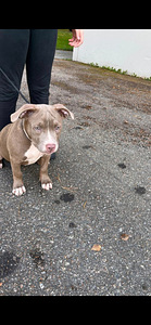 American bully/Pitbull