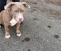 American bully/Pitbull