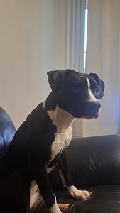 American bully / Pitbull (3 valokuva sivusta 4)