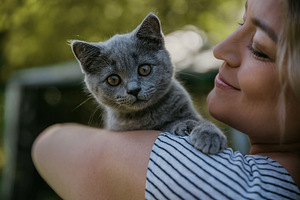 Scottish Fold ja Straight! Sinine! Tõutunnistusega! (1 foto / 1)