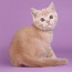Шотландский прямоухий котенок с родословной (фото #4)