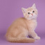 Шотландский котенок 4,5 месяца с родословной. (фото #1)