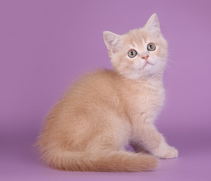 Шотландский котенок 4,5 месяца с родословной.