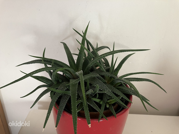 Havortia