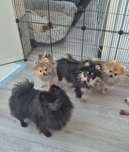Pomeranian pentu (4 valokuva sivusta 4)