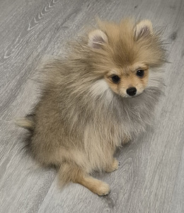 POMERANIAN PENTU (4 valokuva sivusta 7)