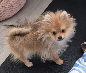 "PAUL" POMERANIAN PENTU - Osamaksu mahdollisuus! (6 valokuva sivusta 10)