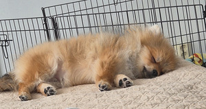 "PAUL" POMERANIAN PENTU - Osamaksu mahdollisuus! (1 valokuva sivusta 10)