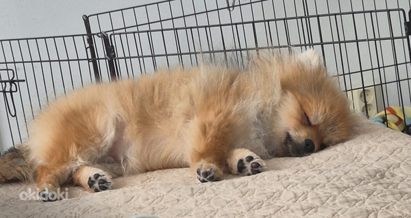 POMERANIAN PENTU - Osamaksu mahdollisuus!