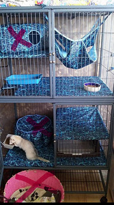 Ferret Nation puur (1 foto / 5)