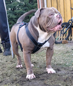 Vanhaenglanninbulldoggi pentuja