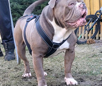 Vanhaenglanninbulldoggi pentuja