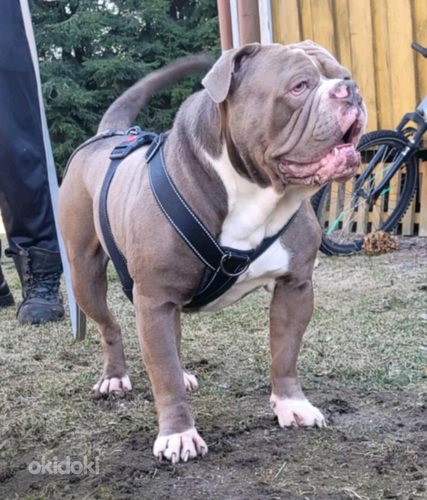 Vanhaenglanninbulldoggi pentuja