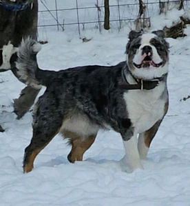 Vanhaenglanninbulldoggi pentuja (2 valokuva sivusta 7)