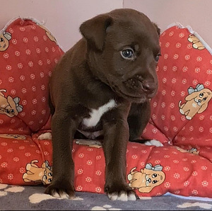 Xoloitzcuintli pennut
