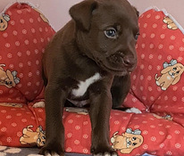 Xoloitzcuintli pennut