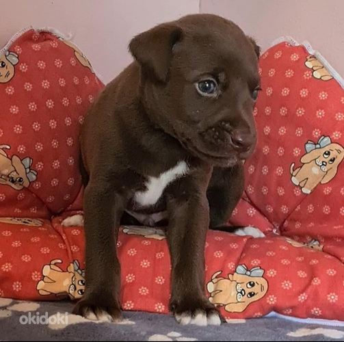 Xoloitzcuintli pennut