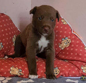 Xoloitzcuintli pennut (4 valokuva sivusta 8)
