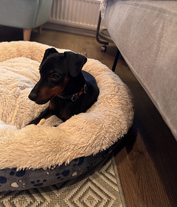 Pinscher-miniatyyri, 9-kuukautinen uros – aito ja komea. (4 valokuva sivusta 7)