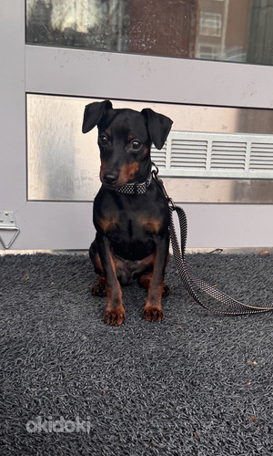 Pinscher-miniatyyri, 9-kuukautinen poika – aito ja komea