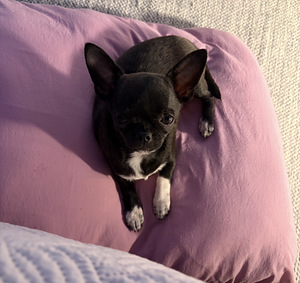 Pieni chihuahua etsii uutta perhettä (1 valokuva sivusta 10)
