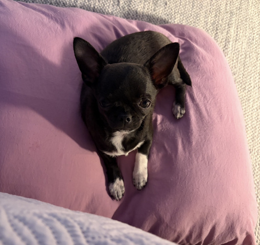 Pieni chihuahua etsii uutta perhettä