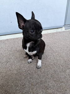 Pieni chihuahua etsii uutta perhettä (2 valokuva sivusta 10)