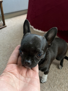 Pieni chihuahua etsii uutta perhettä (10 valokuva sivusta 10)