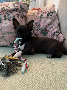 Pieni chihuahua etsii uutta perhettä (7 valokuva sivusta 10)