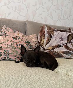 Chihuahua-pentu etsii uutta kotia (6 valokuva sivusta 10)