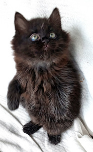 Myydään maine coon-mix tyttöpentu (4 valokuva sivusta 9)