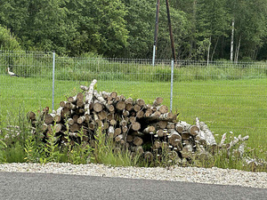 Müüa kasepuu küttepuid (2 foto / 3)