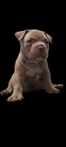 American bully