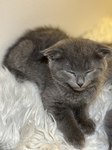 Scottish fold /maatiaispennut 2 tyttöä (3 valokuva sivusta 4)