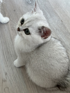 Британский котенок (5 фото из 8)