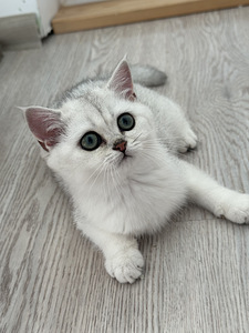 Британский котенок (3 фото из 8)