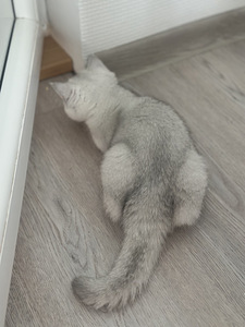 Британский котенок (8 фото из 8)