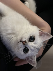 Британский котенок (9 фото из 9)