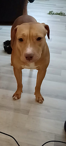 Syntymässä aidot pittbull rednose pennut (2 valokuva sivusta 3)
