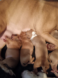 Syntymässä aidot pittbull rednose pennut (4 valokuva sivusta 5)