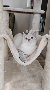 Lumi -scottish straight (1 valokuva sivusta 7)