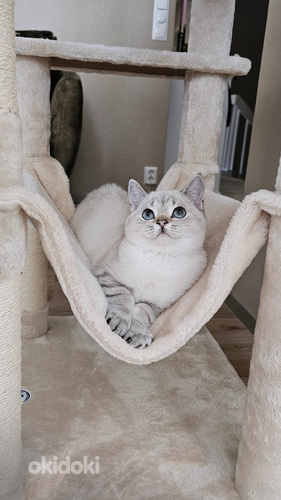 Lumi -scottish straight